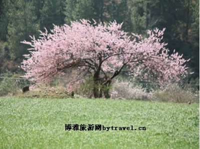 罗马桃花村