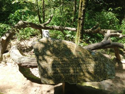 重欢树
