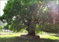 千年核桃树