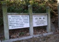 白鹤泉