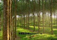 橡胶母树