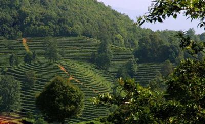 高香生态茶文化旅游区