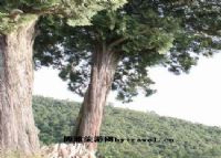 细些柏木树