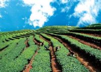 江城牛洛河茶园