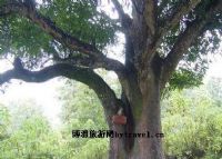 爱情树
