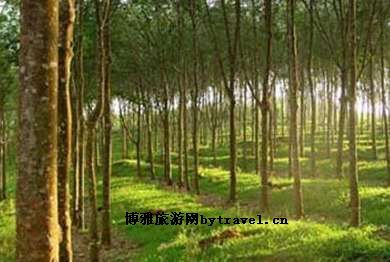 橡胶母树