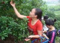 石屏生态杨梅园