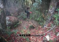 高黎贡山百花岭