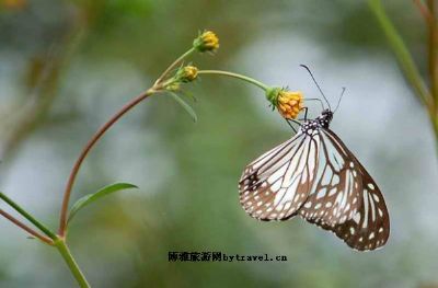 勐养野生蝴蝶饲养场