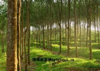 橡胶母树景区