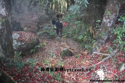 高黎贡山百花岭