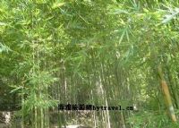 中城镇风景