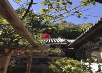 玉峰寺万朵山茶