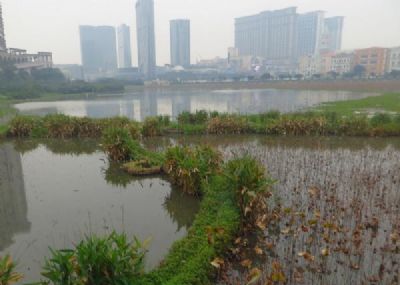 澳门望德圣母湾湿地生态观赏区