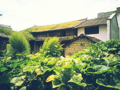 大理向阳溪村
