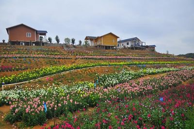 灵山桂味荔枝生态园