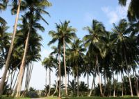 椰子大观园
