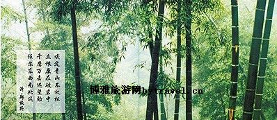 桃花江竹海
