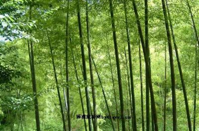 百竹园
