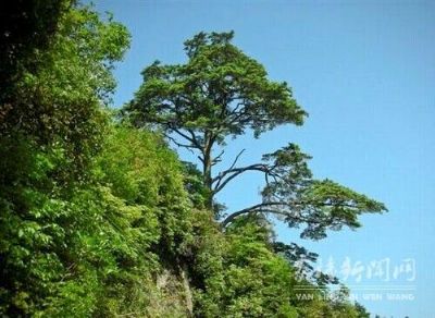 梨树洲旅游景区