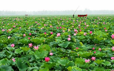 君山野生荷花世界