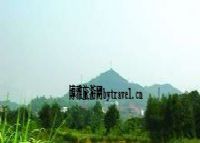金霞山