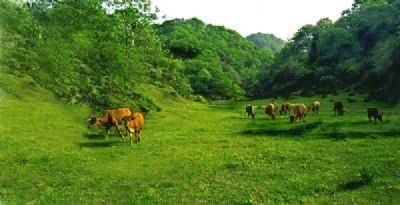 水磨沟秦巴大草甸旅游区