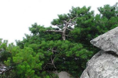 幕阜山森林公园