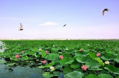 湘阴鹤龙湖荷花公园