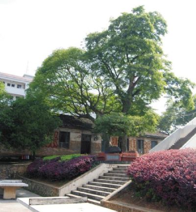 江永一中红军树