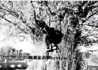 千年银杏树
