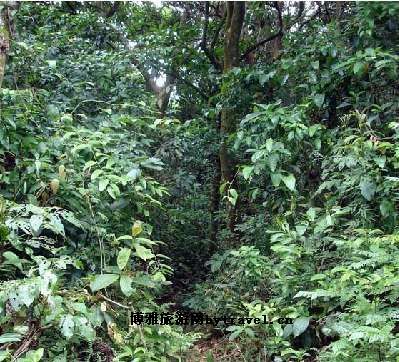 石板岭原始森林