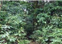 石板岭原始森林