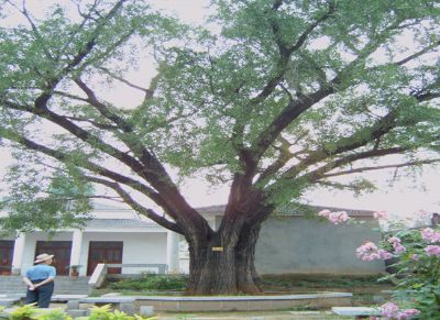 闪冲清真寺