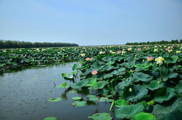 焦岗湖景区