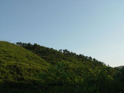 诸龙山森林公园