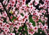 桃花洞