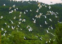 六丹竹坑白鹤村