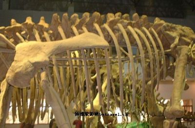 韶关恐龙博物馆