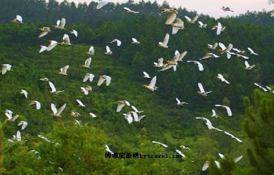 六丹竹坑白鹤村