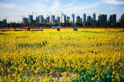 如意花海景观区