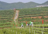 蓝玉蓝莓基地