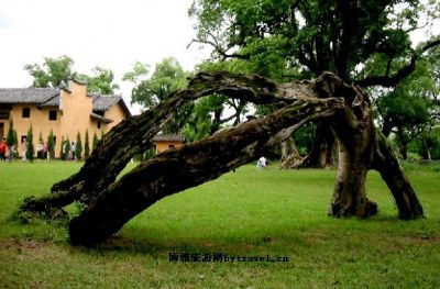 叶坪旅游景区