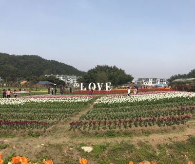 南昌湾里欢乐葵园