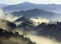 章庄竹海