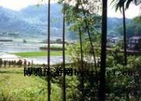 高岭村