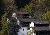 晓鳙