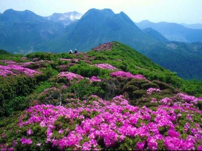 井冈山杜鹃山(笔架山)景区