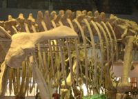 韶关恐龙博物馆