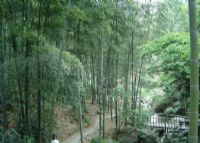 梅岭竹海明珠